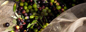 How We Produce the Olive Oil